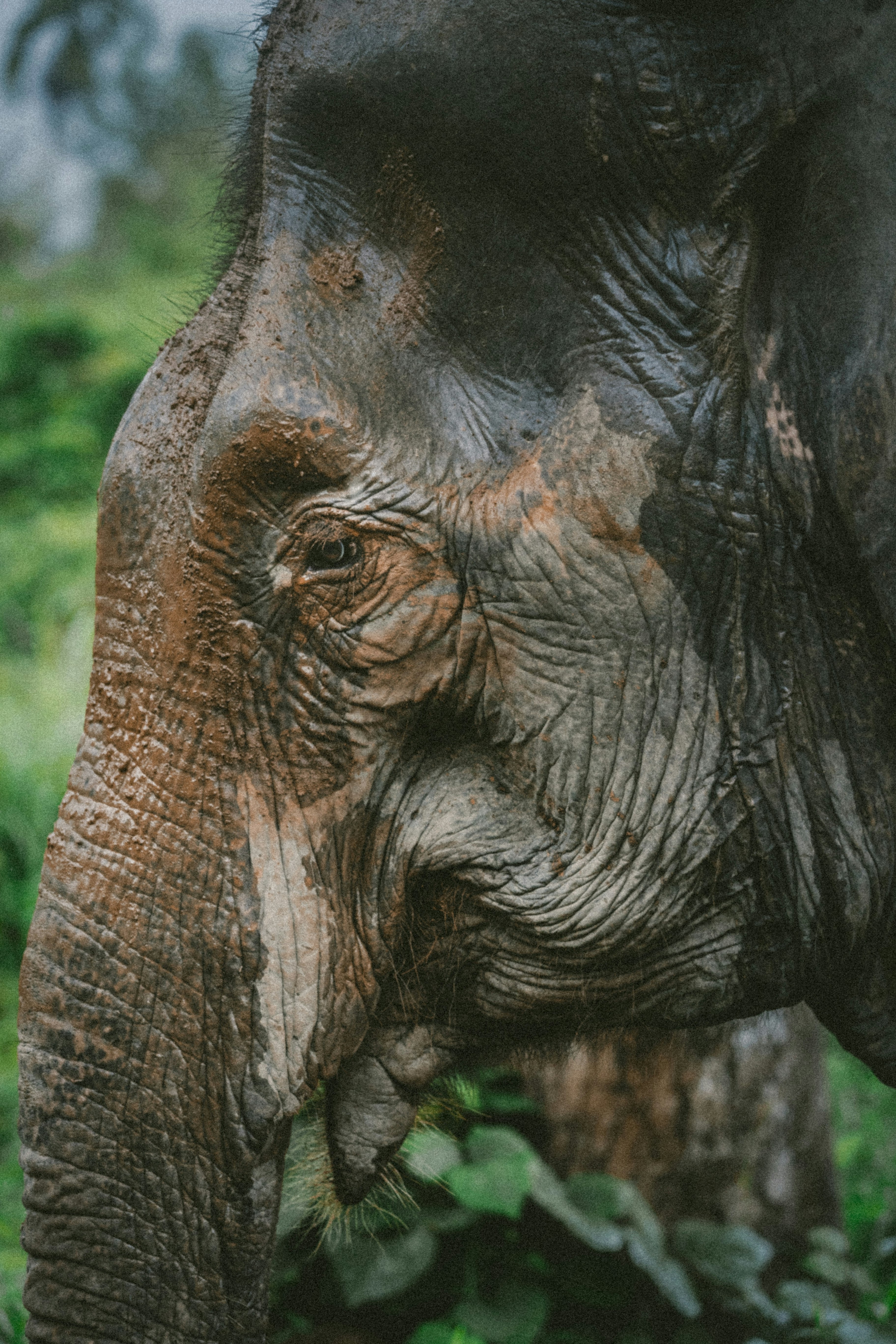 photography of black elephant